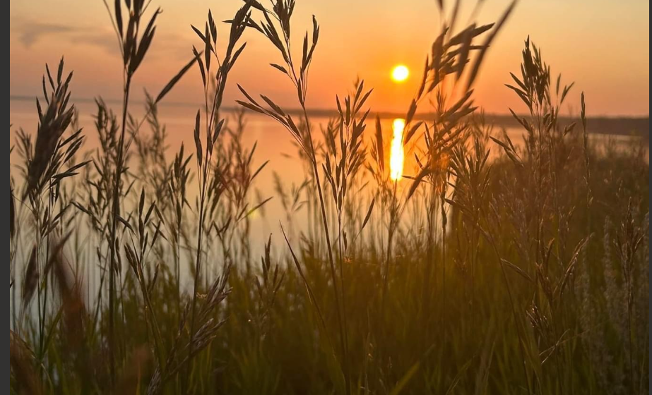 Sunset over the lake through wheat grass